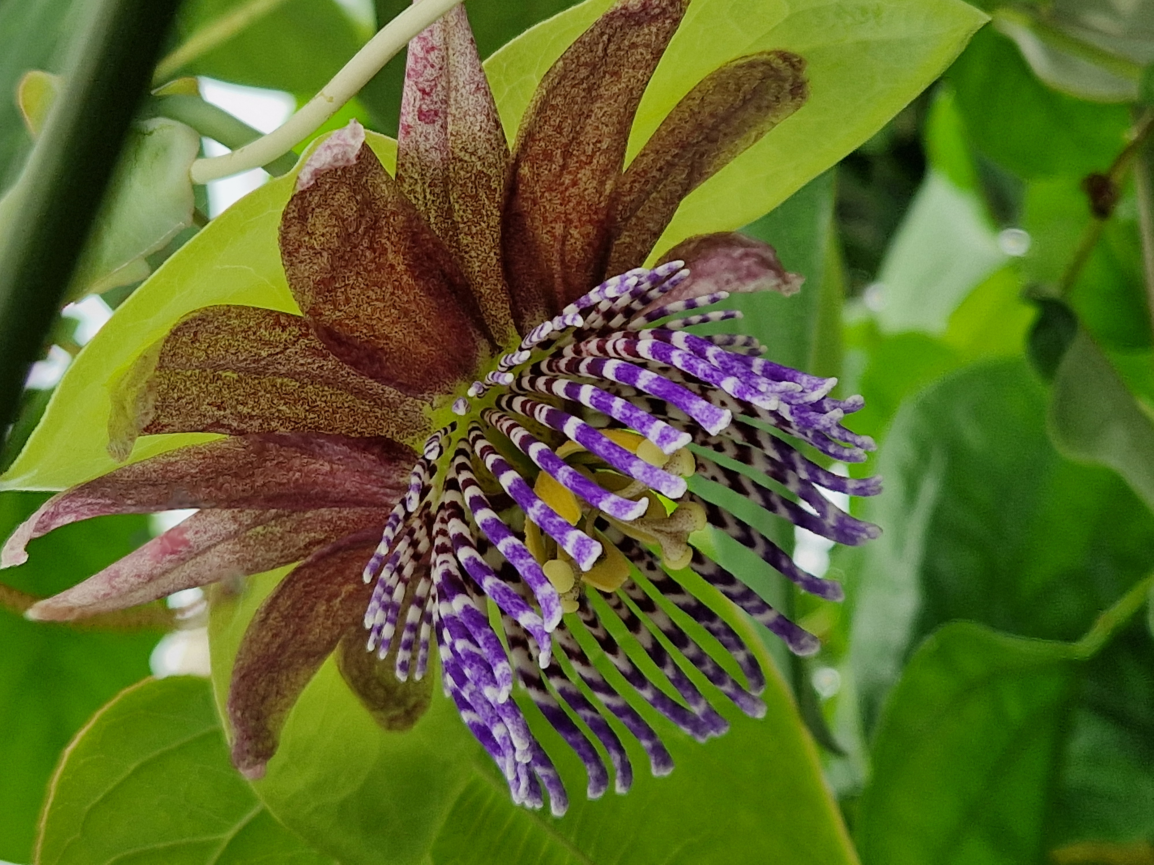 Triloba